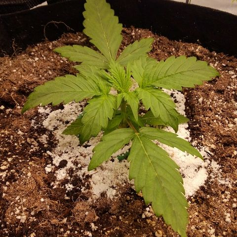 JH-6 growlog timeline photo