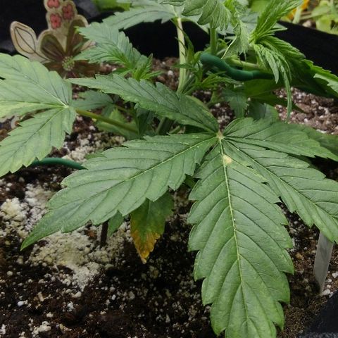 JH-5 growlog timeline photo