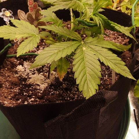 JH-5 growlog timeline photo