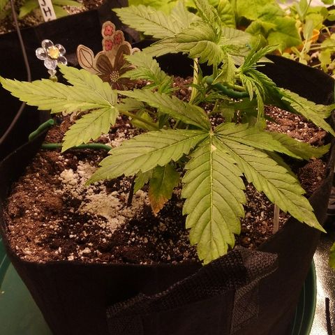 JH-5 growlog timeline photo