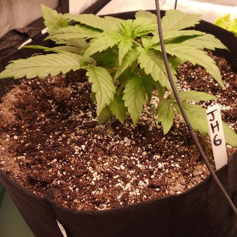 JH-6 growlog timeline photo