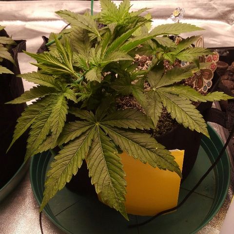 JH-5 growlog photo: Looking greener with half strength nutes every day.