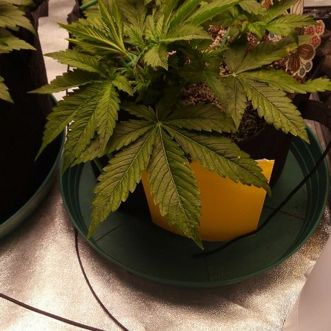JH-5 growlog timeline photo