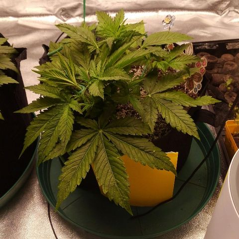 JH-5 growlog timeline photo