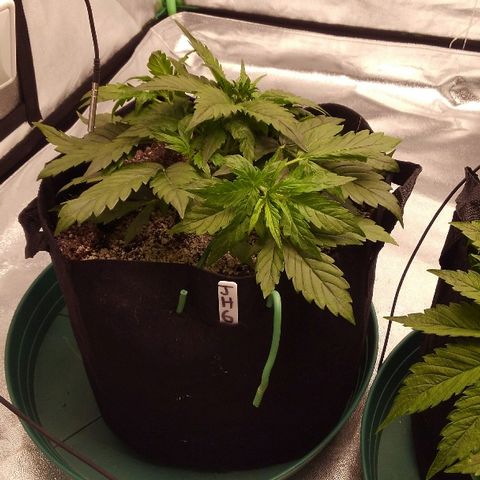 JH-6 growlog timeline photo