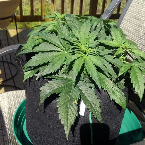JH-6 growlog timeline photo