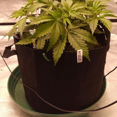 JH-5 growlog timeline photo