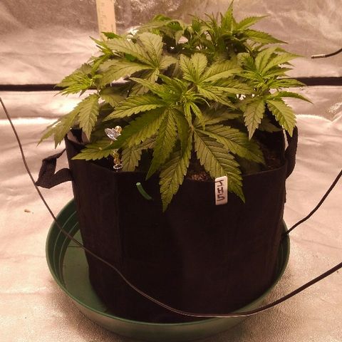 JH-5 growlog timeline photo