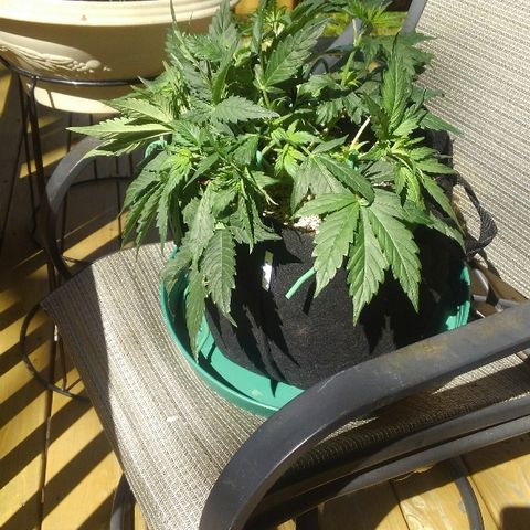 JH-6 growlog timeline photo