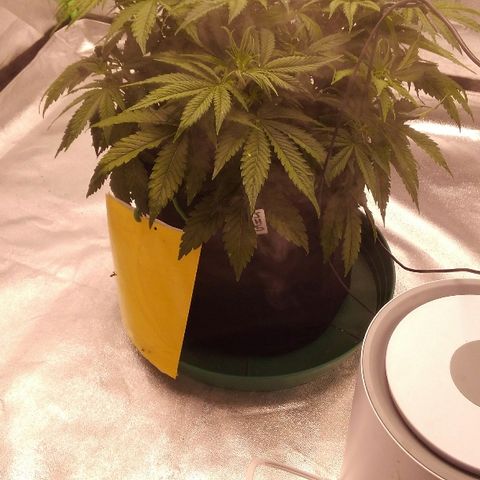 JH-5 growlog timeline photo