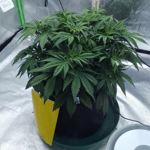 JH-5 growlog timeline photo