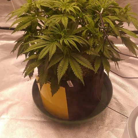JH-5 growlog timeline photo