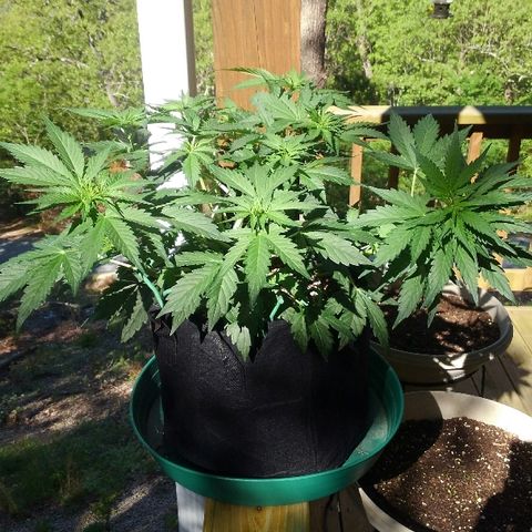 JH-6 growlog timeline photo