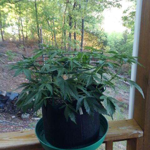 JH-6 growlog photo: Added a grid today. Fed 6 cups + myco