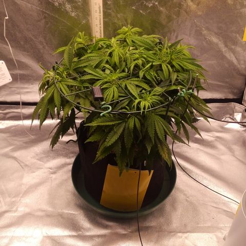 JH-5 growlog photo: I like it.