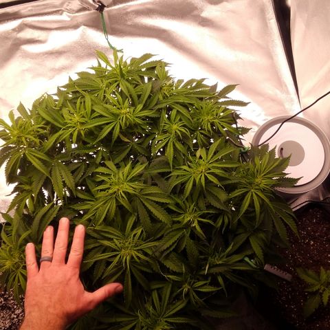 JH-5 growlog photo: Big and bushy!