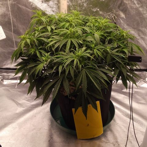 JH-5 growlog timeline photo