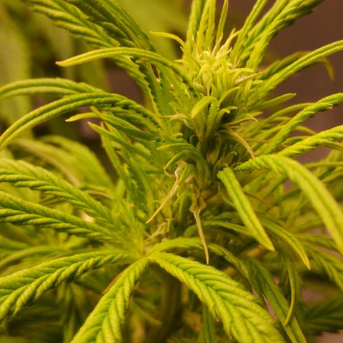 JH-5 growlog photo: Smelly.