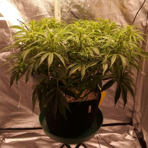JH-5 growlog timeline photo