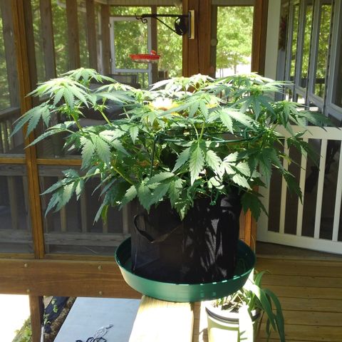 JH-6 growlog timeline photo