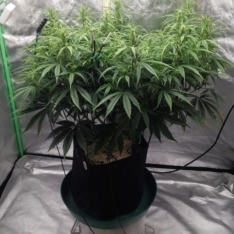 JH-5 growlog photo: Super full.