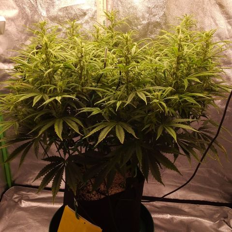 JH-5 growlog photo: Better today