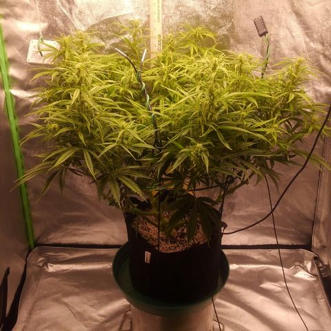 JH-5 growlog timeline photo