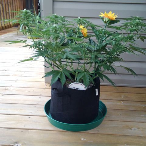 JH-6 growlog timeline photo