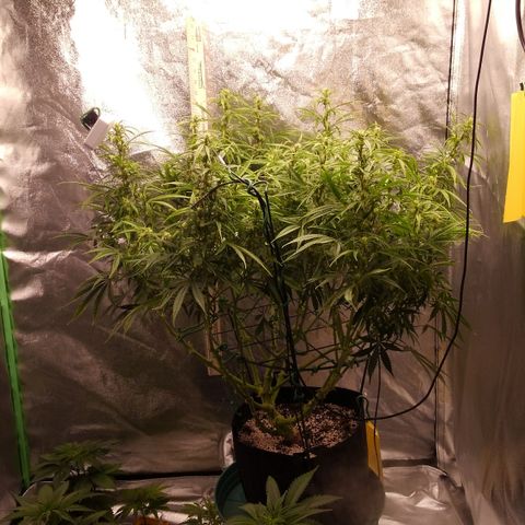 JH-5 growlog timeline photo