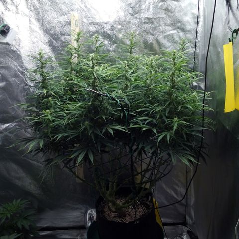 JH-5 growlog timeline photo