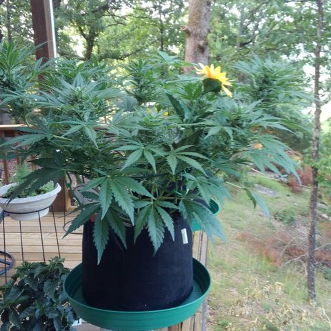 JH-6 growlog timeline photo