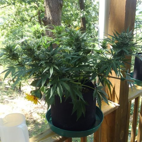 JH-6 growlog timeline photo