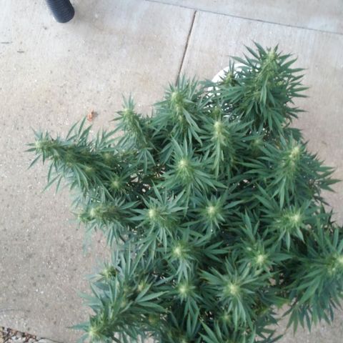 JH-5 growlog timeline photo