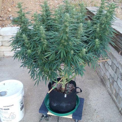 JH-5 growlog timeline photo