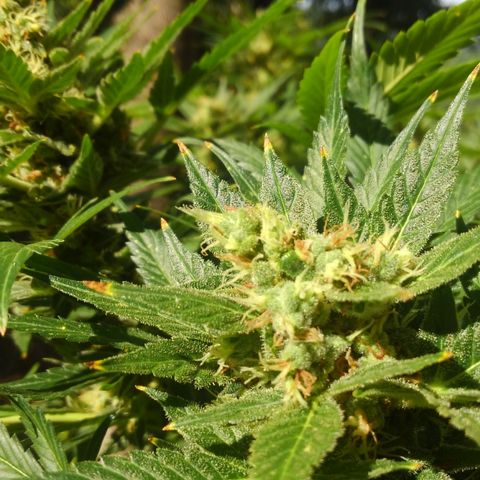 JH-6 growlog photo: Week left maybe?