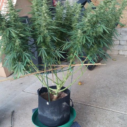 JH-5 growlog timeline photo