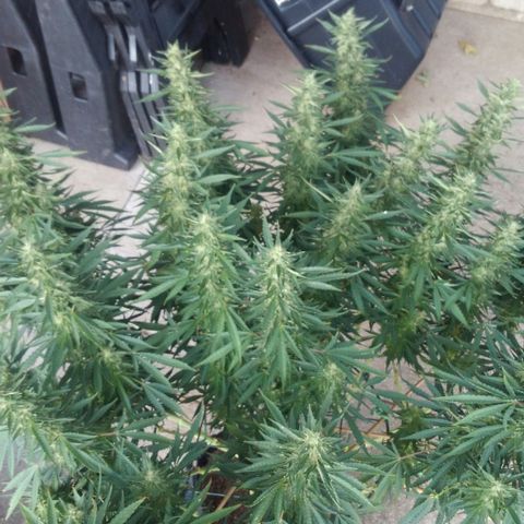 JH-5 growlog timeline photo
