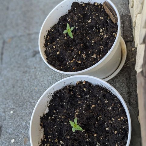 Amnesia haze  growlog photo: Nachts in der Wohnung, Tags draußen auf Dach 
