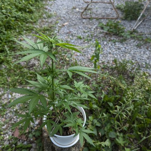 Amnesia haze  growlog timeline photo