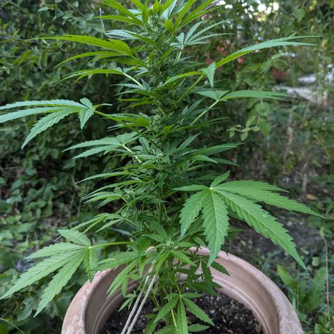 Amnesia haze  growlog timeline photo