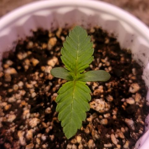 White Widow  growlog timeline photo