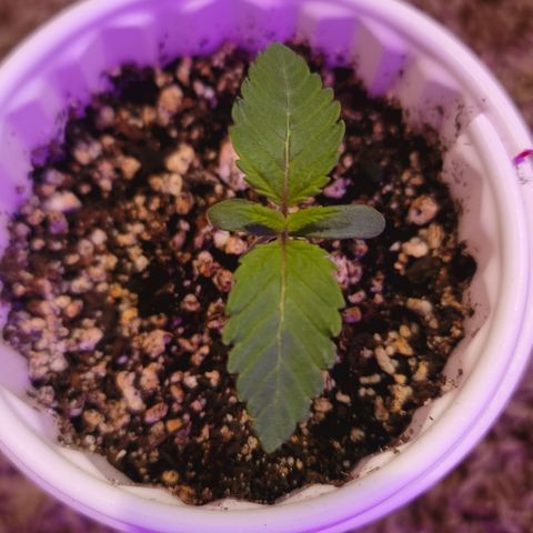 White Widow  growlog timeline photo