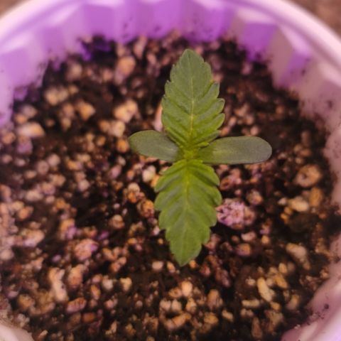 White Widow  growlog timeline photo