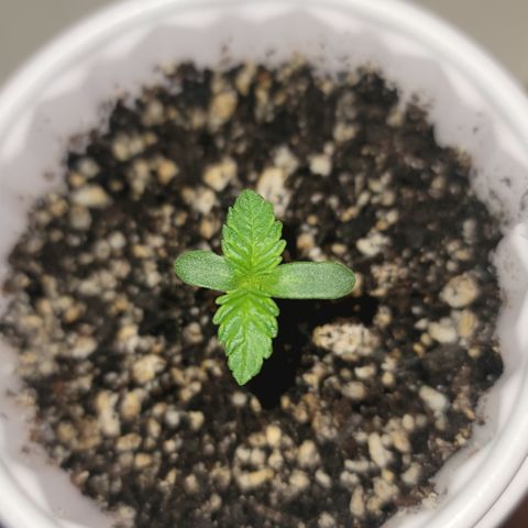 White Widow  growlog timeline photo