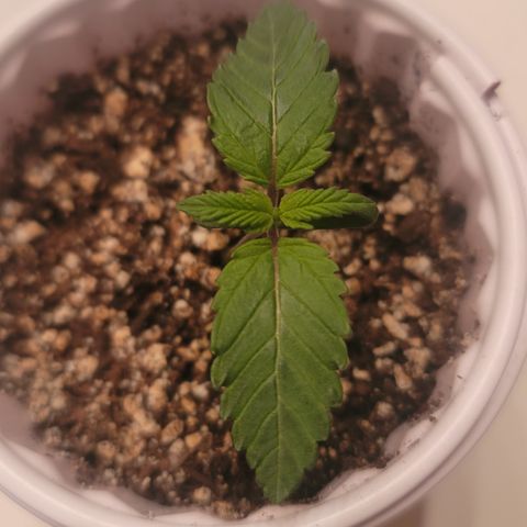 White Widow  growlog timeline photo