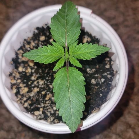 White Widow  growlog timeline photo