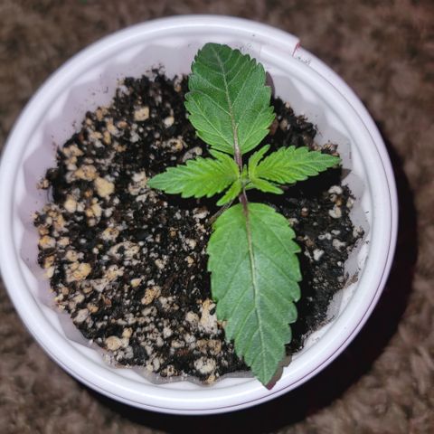 White Widow  growlog timeline photo