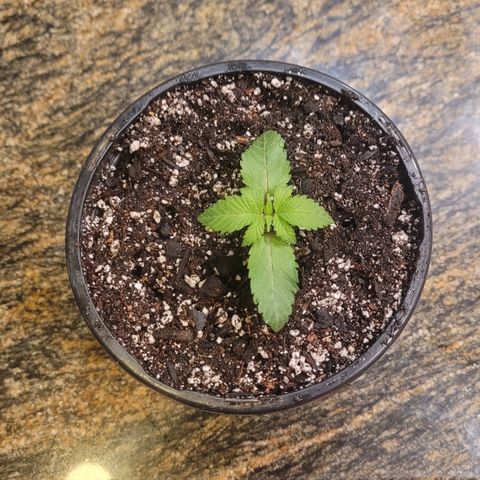 White Widow  growlog timeline photo