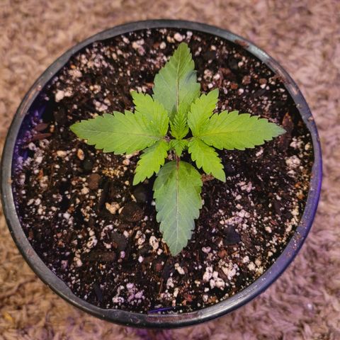White Widow  growlog timeline photo