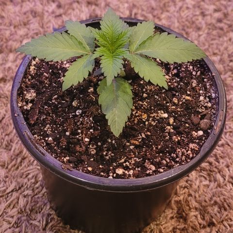 White Widow  growlog timeline photo